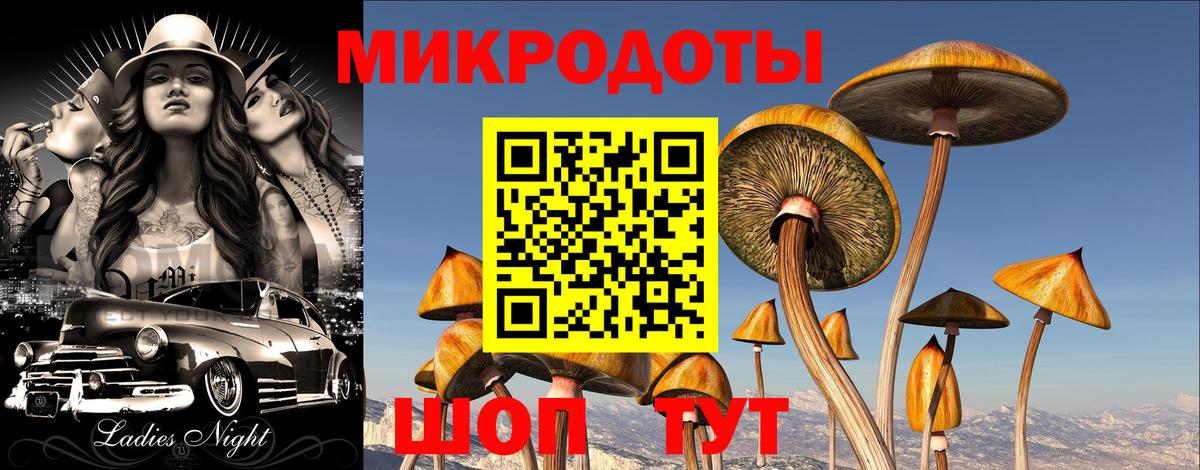 Псилоцибиновые грибы Psilocybe Томск